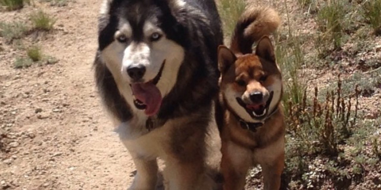 Hiking snacks for clearance dogs